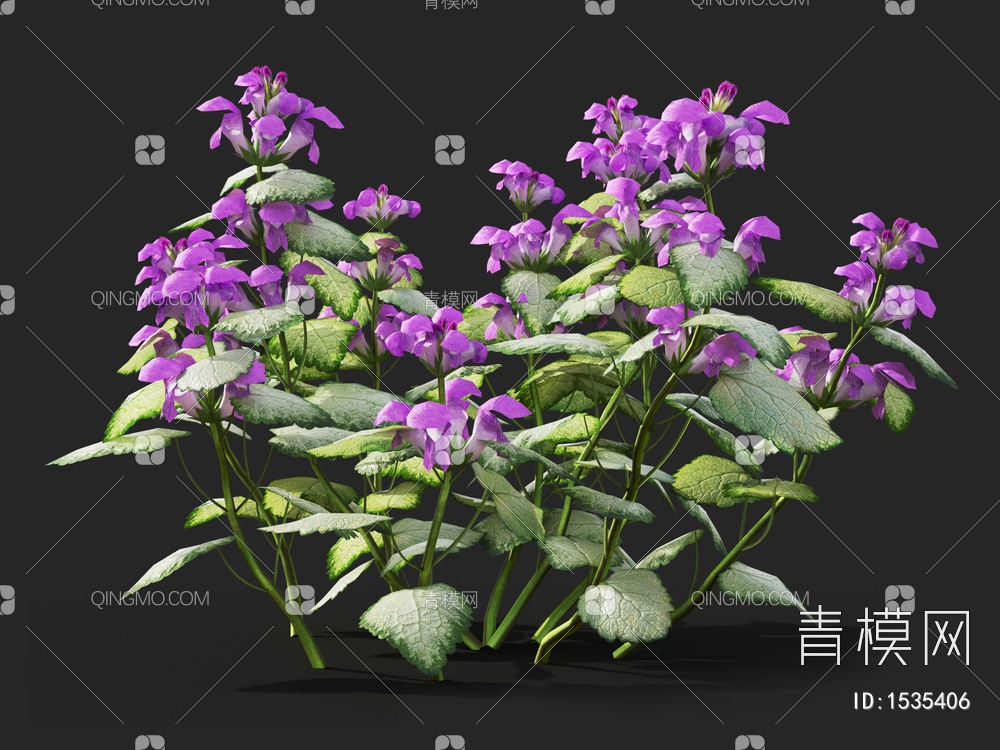 紫花 野芝麻花
