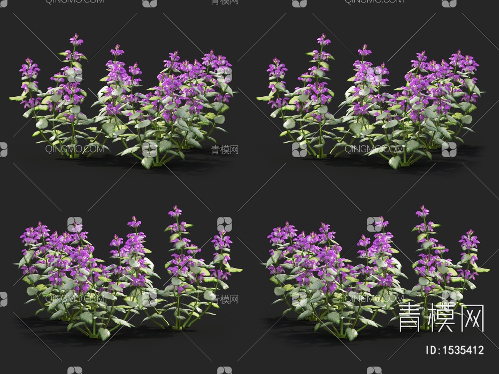 紫花 野芝麻花