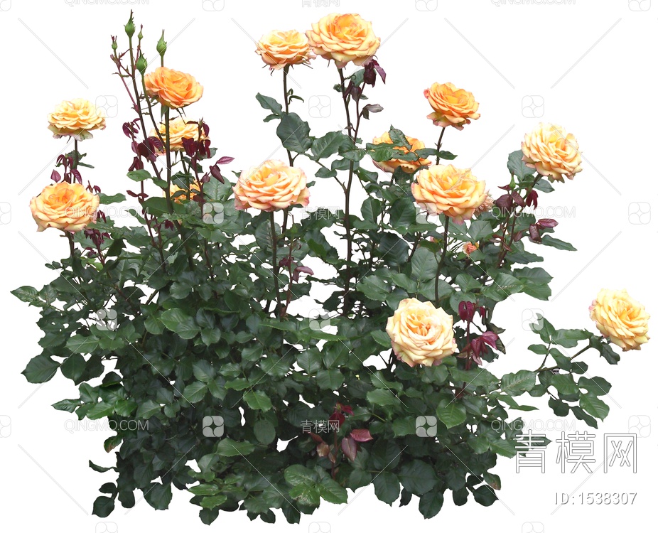 玫瑰高清免扣植物贴图