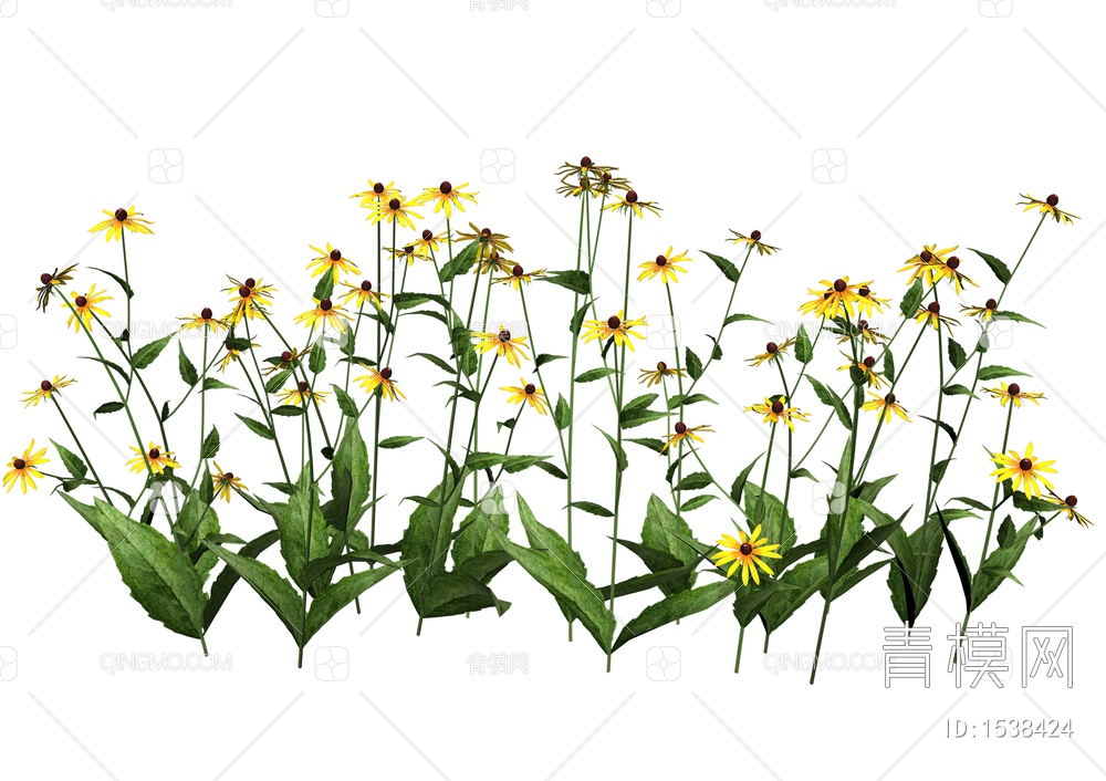 金光菊 (3) 高清免扣植物贴图