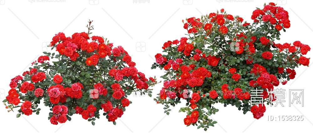 玫瑰高清免扣植物贴图