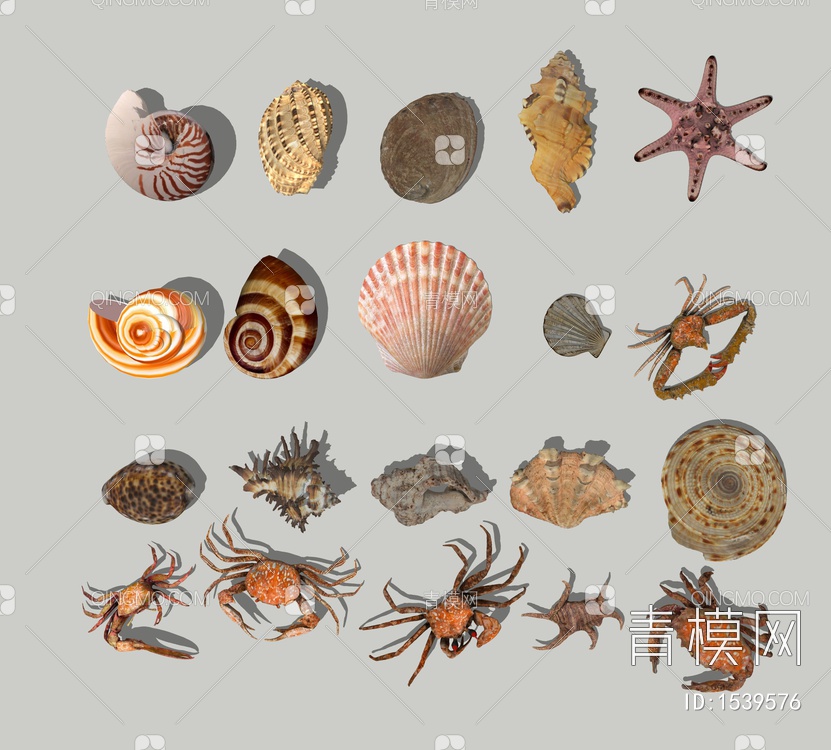 摆件 贝壳 海螺 蜗牛 扇贝 海洋生物 海星 螃蟹 海洋生物摆件贝壳摆件