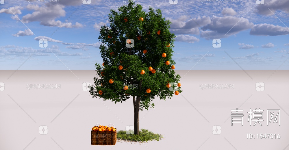 乔木 景观树 庭园果树 橘子树 橙子树 柑橘树