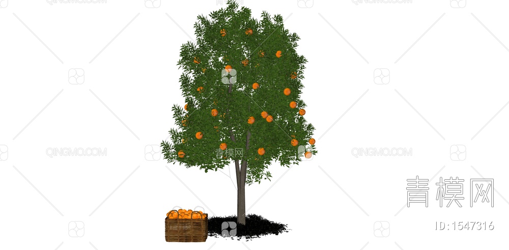 乔木 景观树 庭园果树 橘子树 橙子树 柑橘树