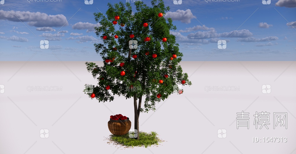 乔木 庭园果树 苹果树 红苹果