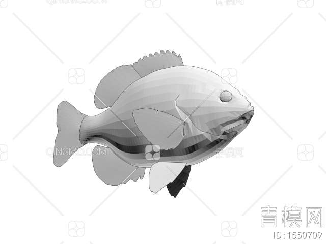 海洋生物 鳊鱼