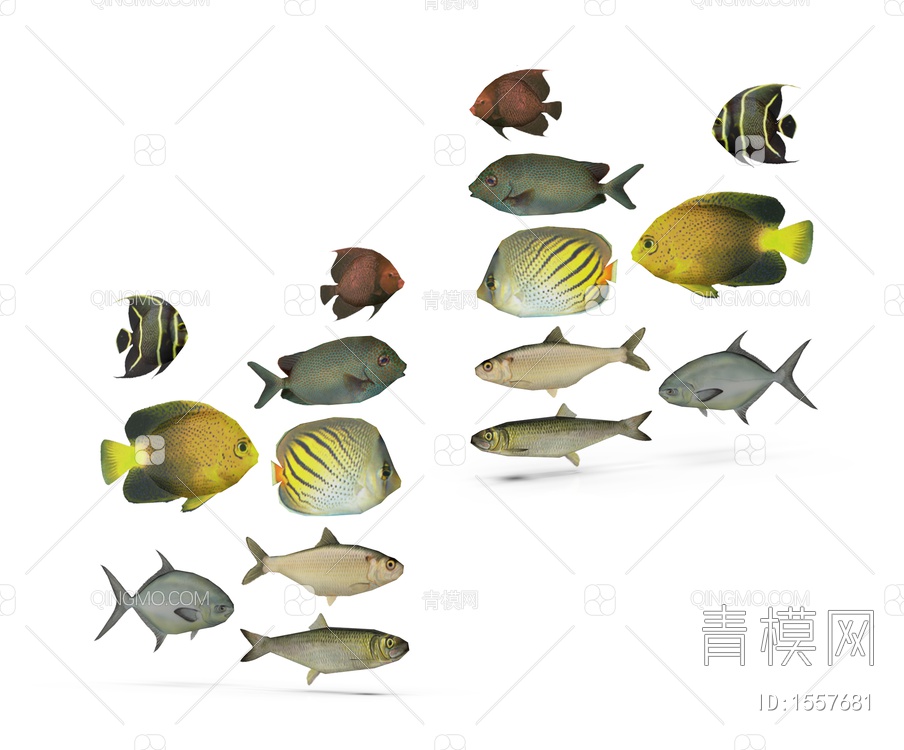 海洋生物 鱼群