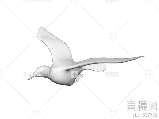 飞行动物 白鸽