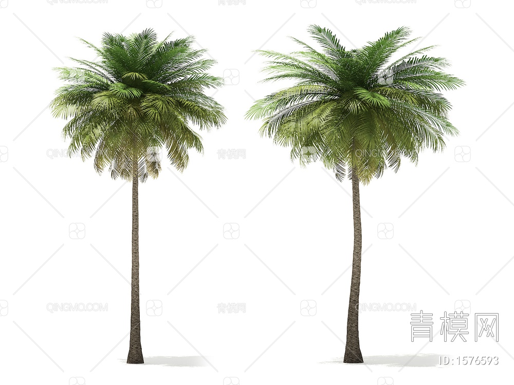 热带树