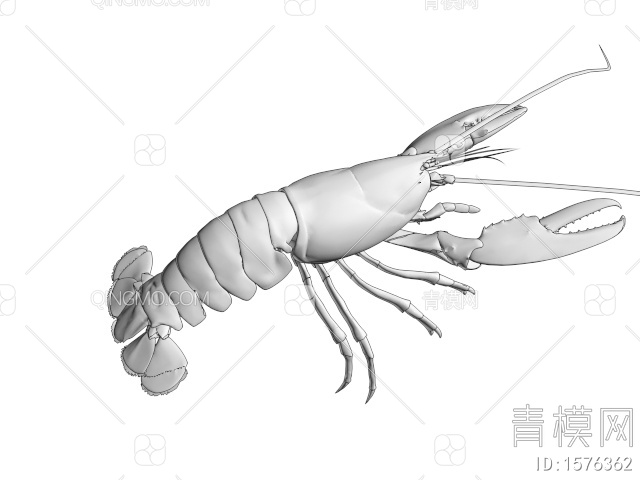 海洋生物 龙虾