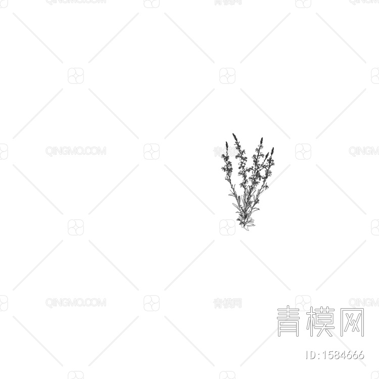 Oenothera 庭院小花草