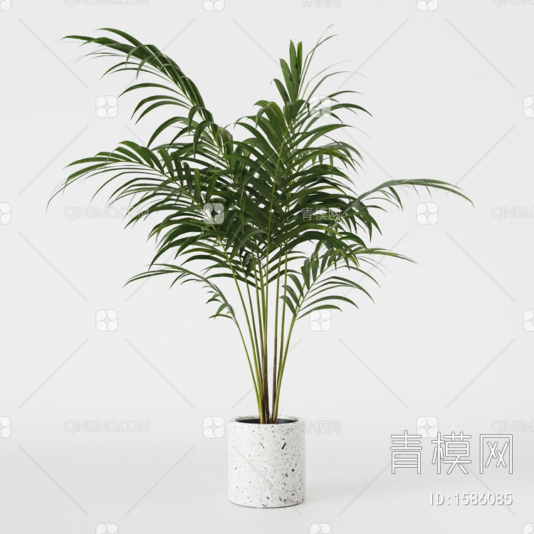 散尾葵 植物盆栽