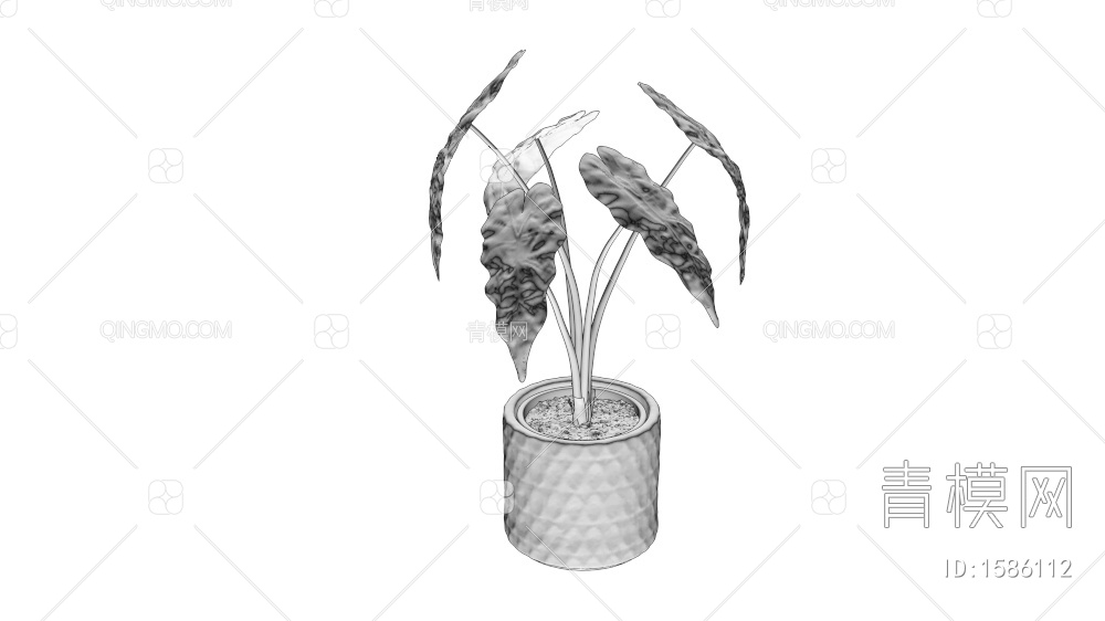 植物盆栽 竹芋小仙女盆栽
