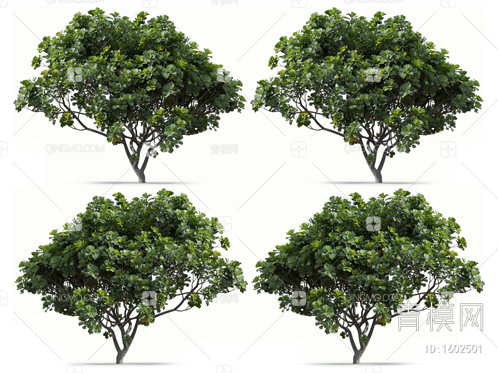 琴叶榕 榕树 橡皮树