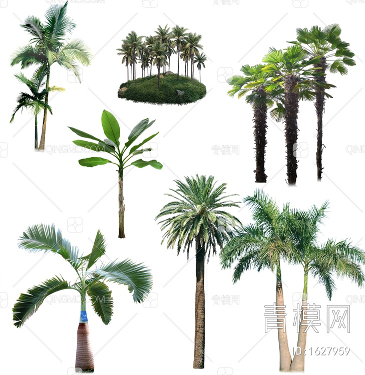 棕，椰子树