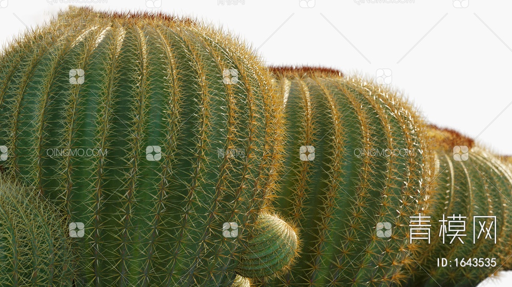 Echinocactus圆球仙人球
