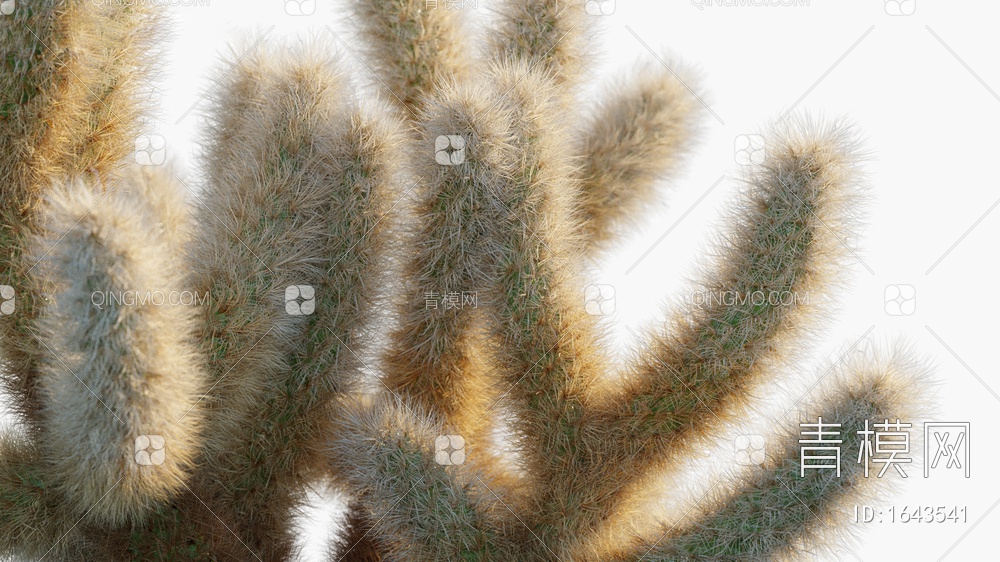 Cylindropuntia沙漠型仙人掌