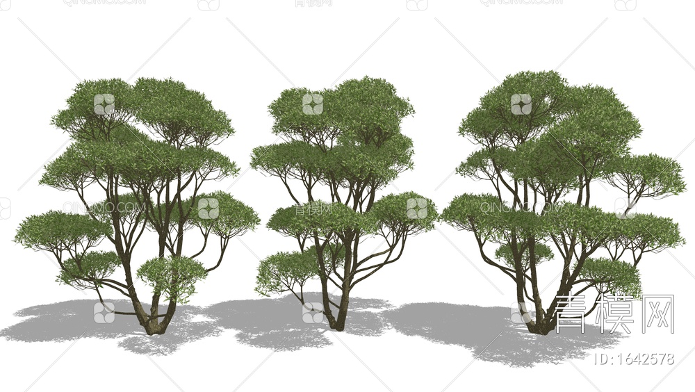 景观树 松树 乔木