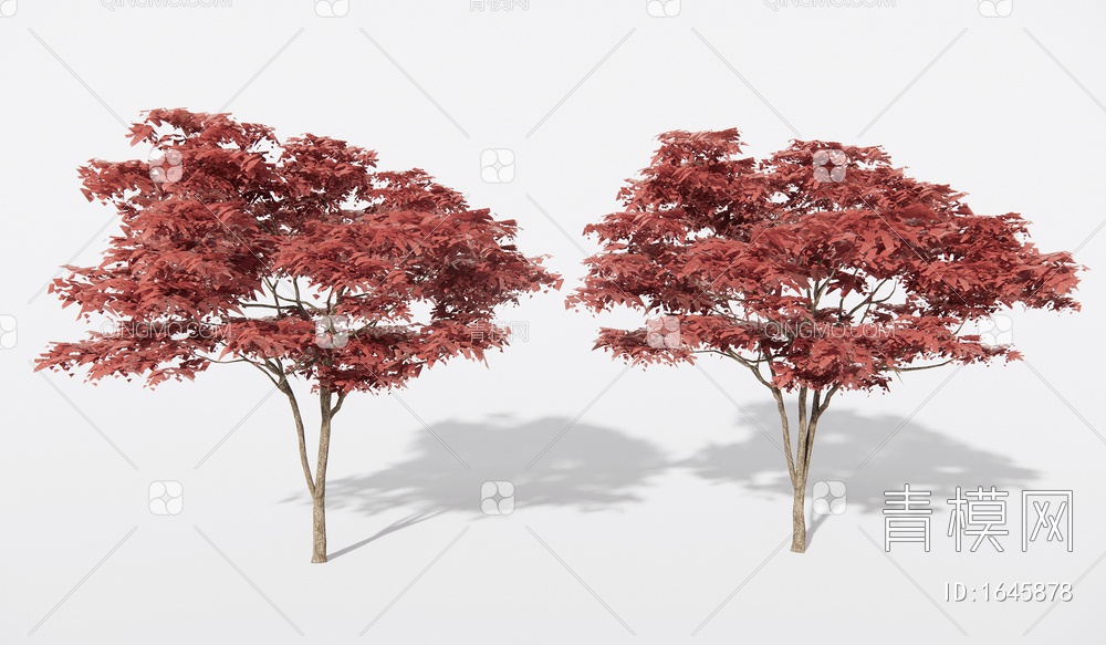 红枫造景树 景观树 庭院专用红枫 乔木