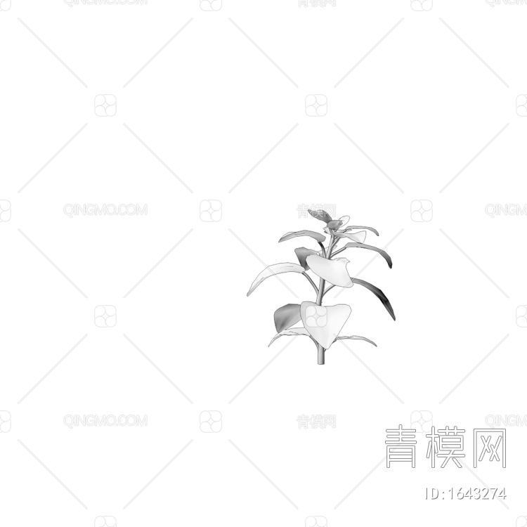Fittonia 红绿植