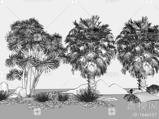 棕榈树 热带景观树