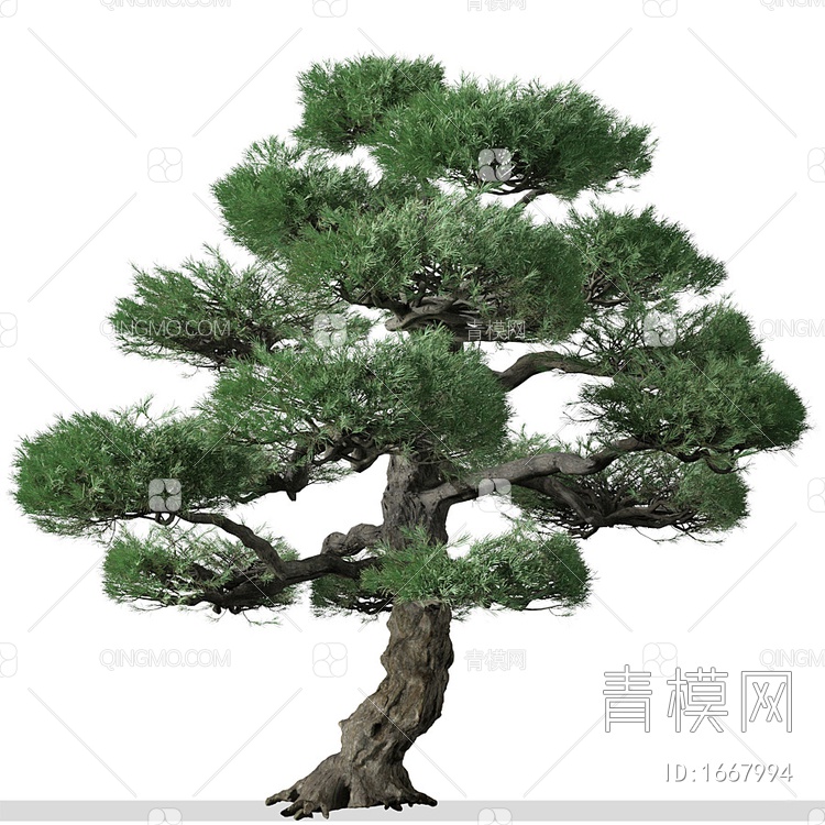日本白松树