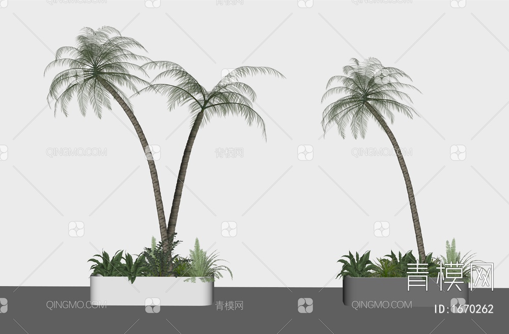 热带椰子树 棕榈树 热带植物  树池组合