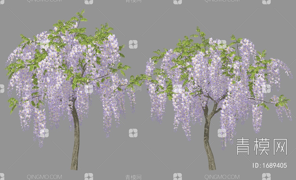 紫藤花 小叶紫薇 串钱柳 开花植物 景观树 造景树 乔木 植物 盆栽