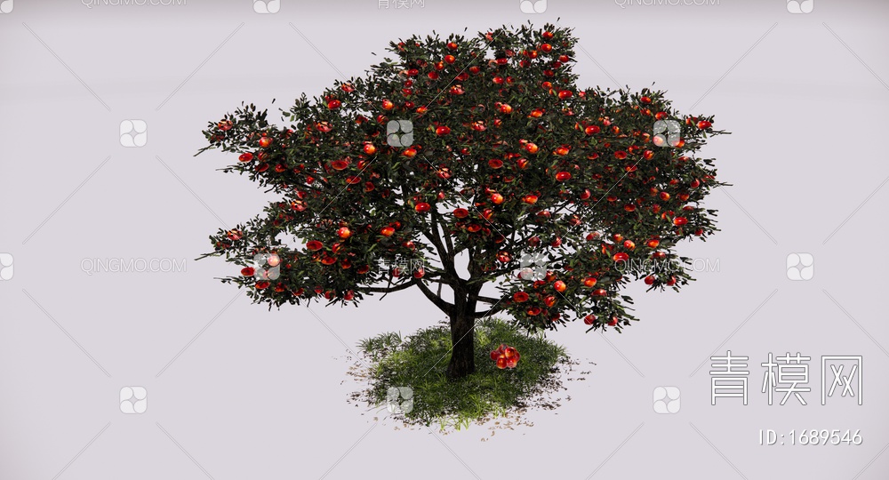苹果树 乔木 庭园果树 景观树 红苹果 大树