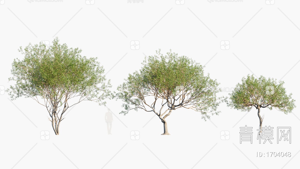 Prosopis 花园小树