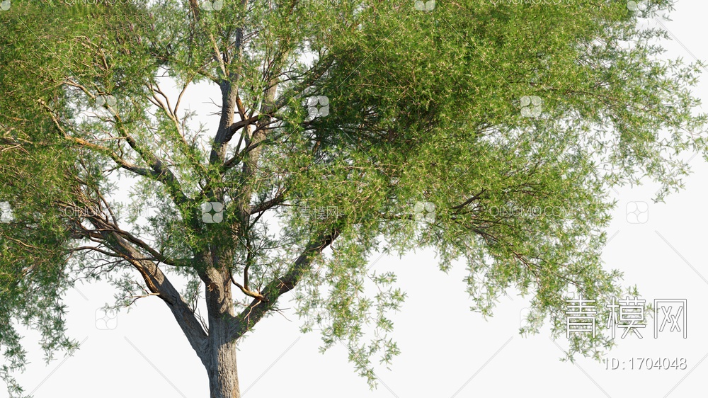 Prosopis 花园小树