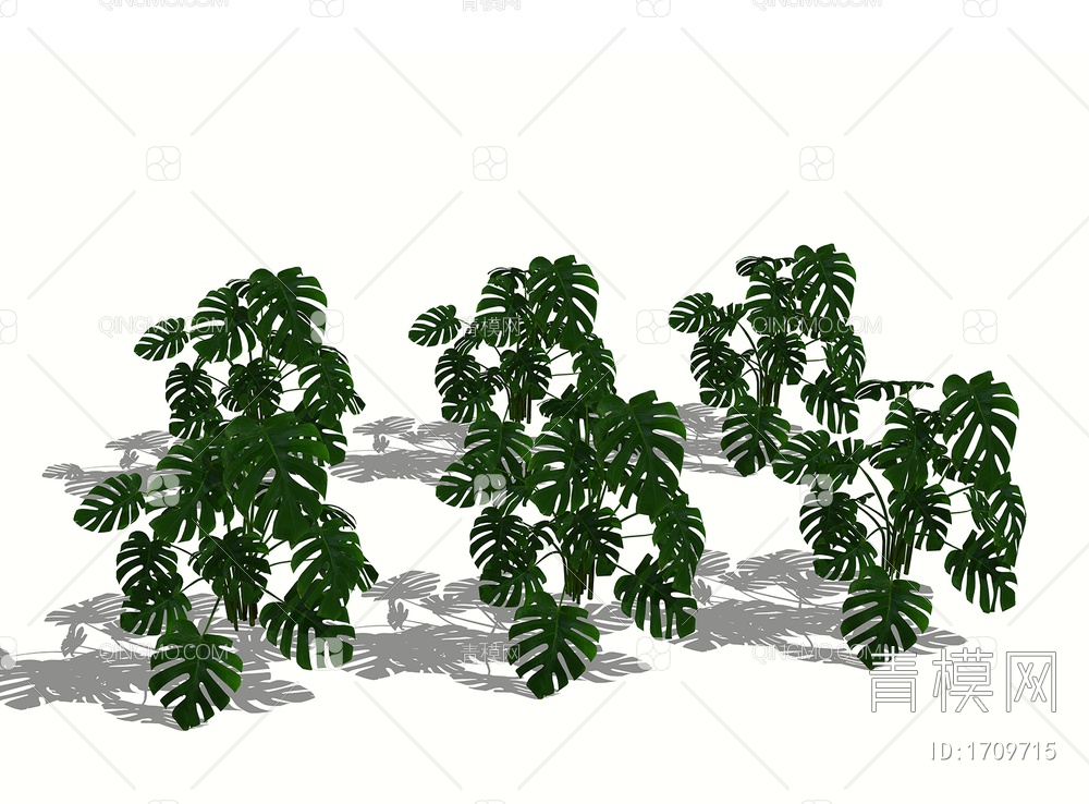 植物龟背竹 灌木植物