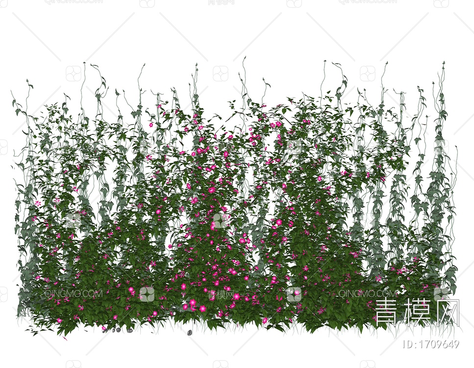 植物墙藤蔓月季花爬藤玫瑰花