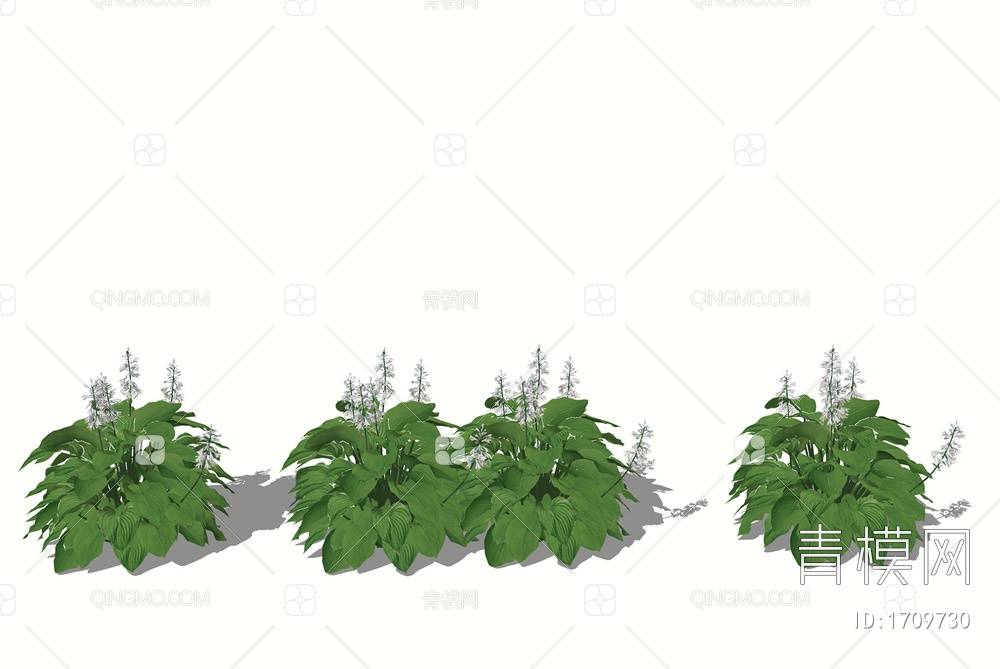 花草玉簪 灌木植物