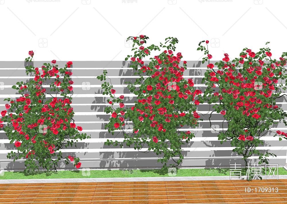 庭院爬藤月季花    景观植物墙