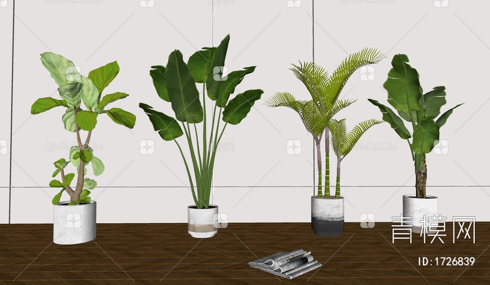 植物，盆栽