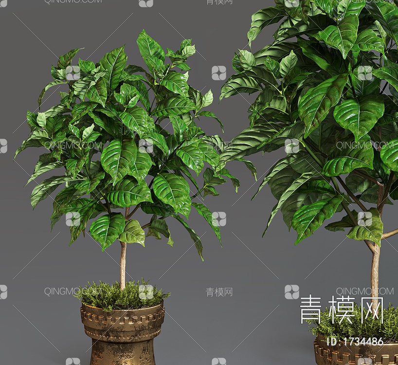 咖啡树 盆栽