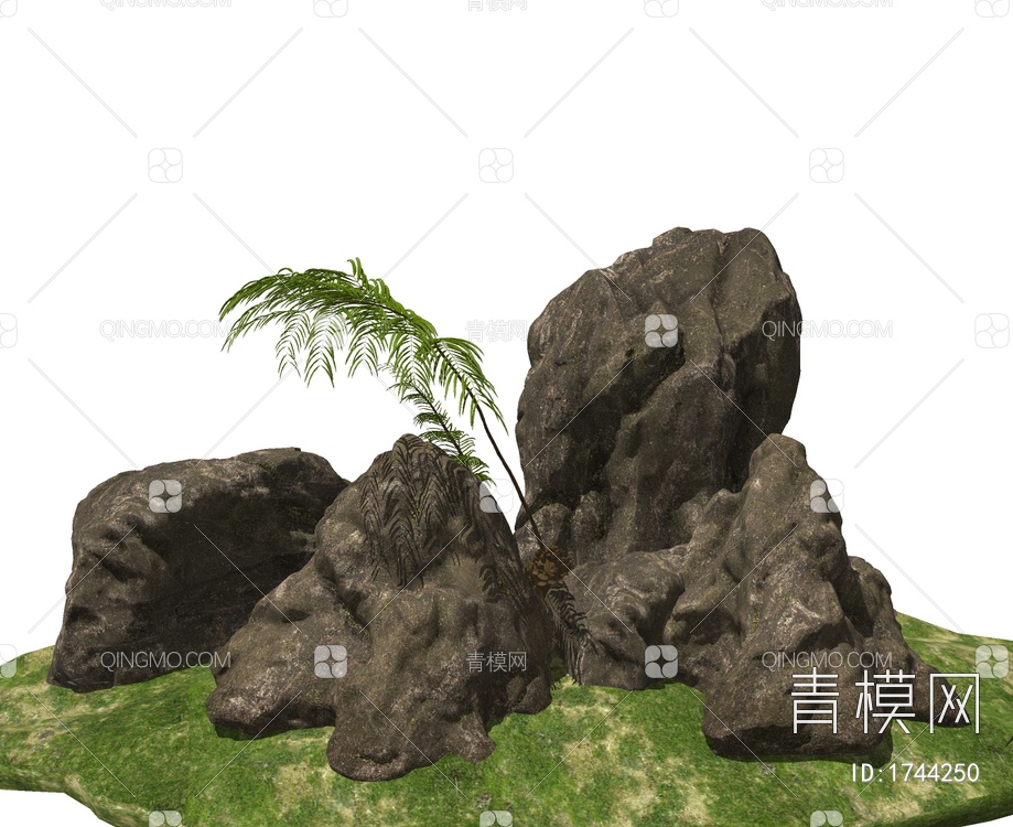 景观石头蕨类植物