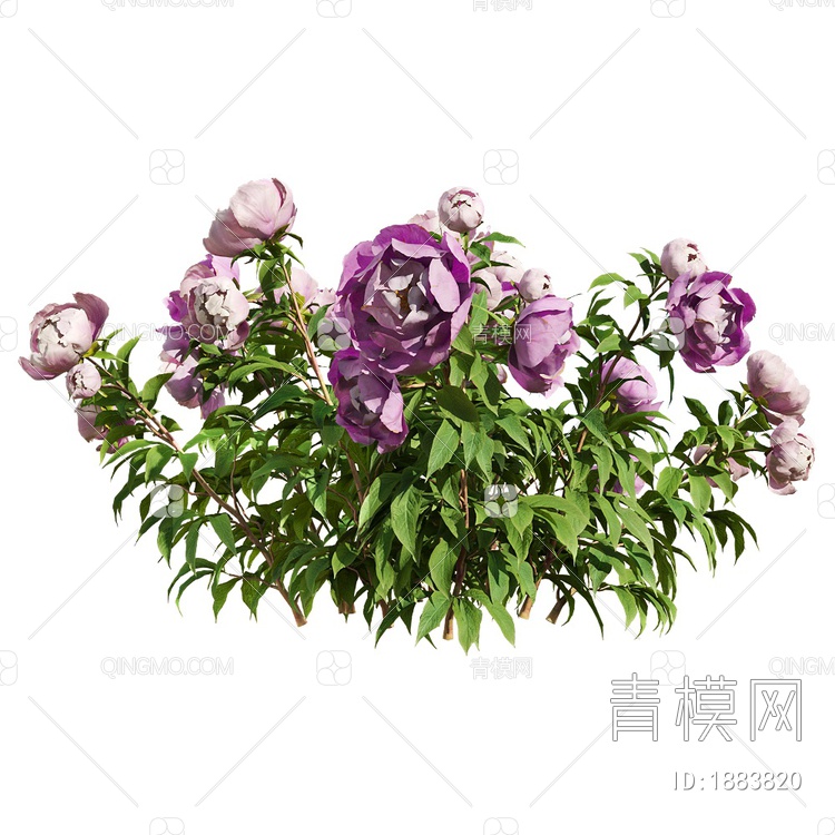 Paeonia 芍药花朵