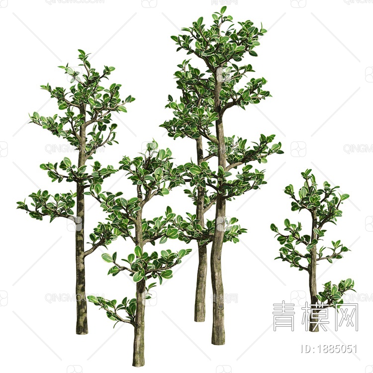 Serissa 绿植 树木