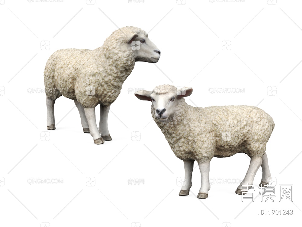 家养动物 羊