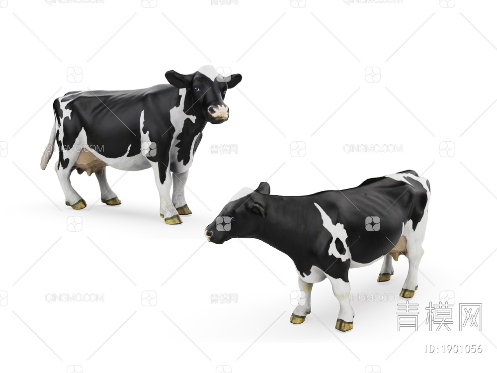 家养动物 母牛