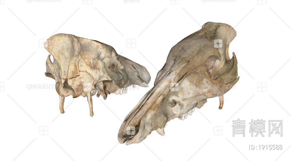 骨头 动物头骨