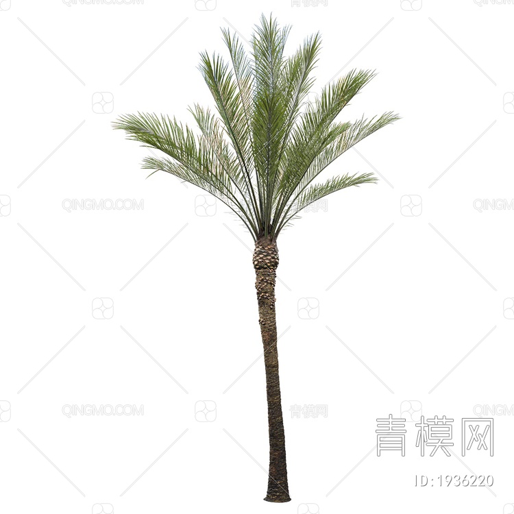 Phoenix 椰树