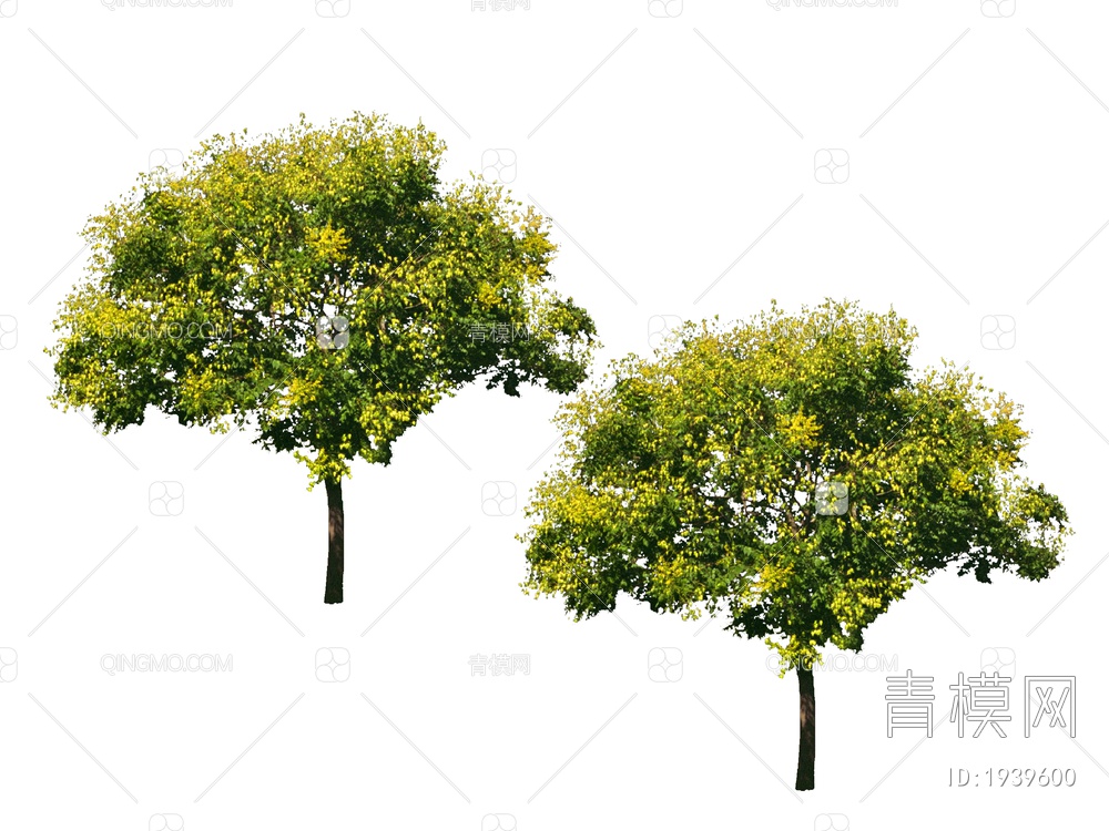 绿色植物 植物树