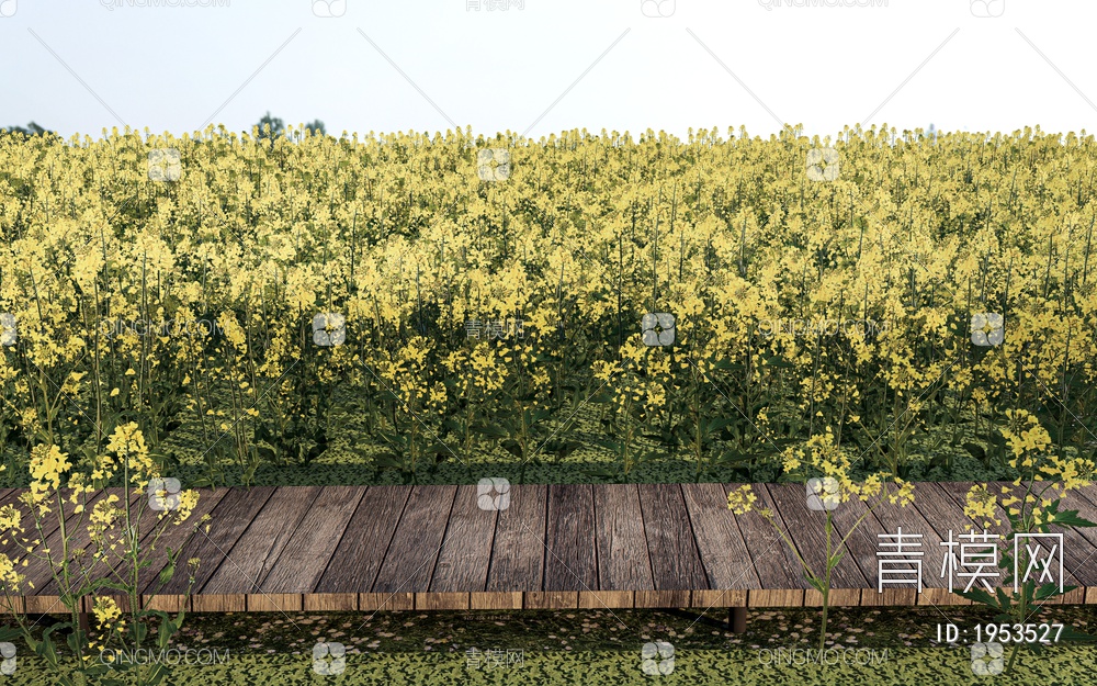 油菜花海