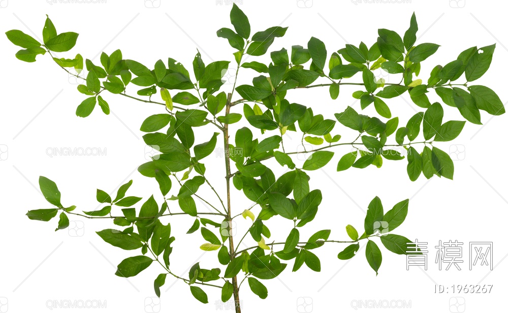 绿色植物 植物树枝