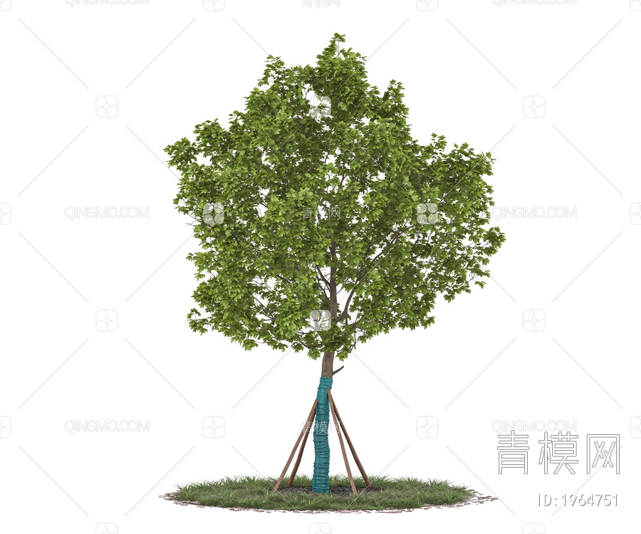大树 乔木 带防风棉树 行道树 庭院树 造景树 绿植景观树