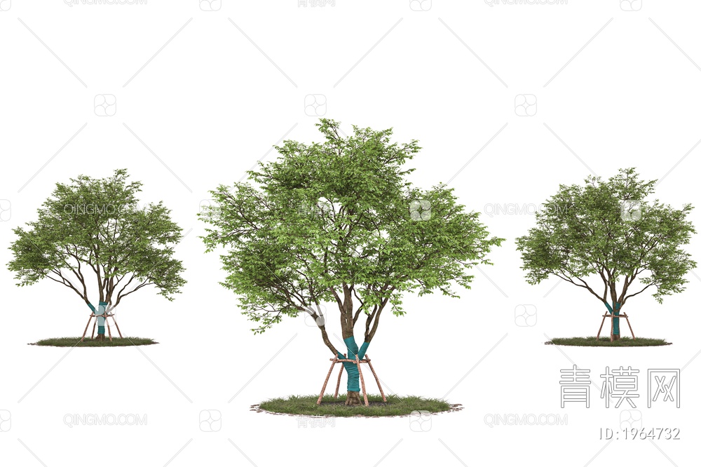树木 乔木 行道树 景观树 庭院树 带防风棉树