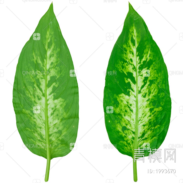 绿色植物 叶子